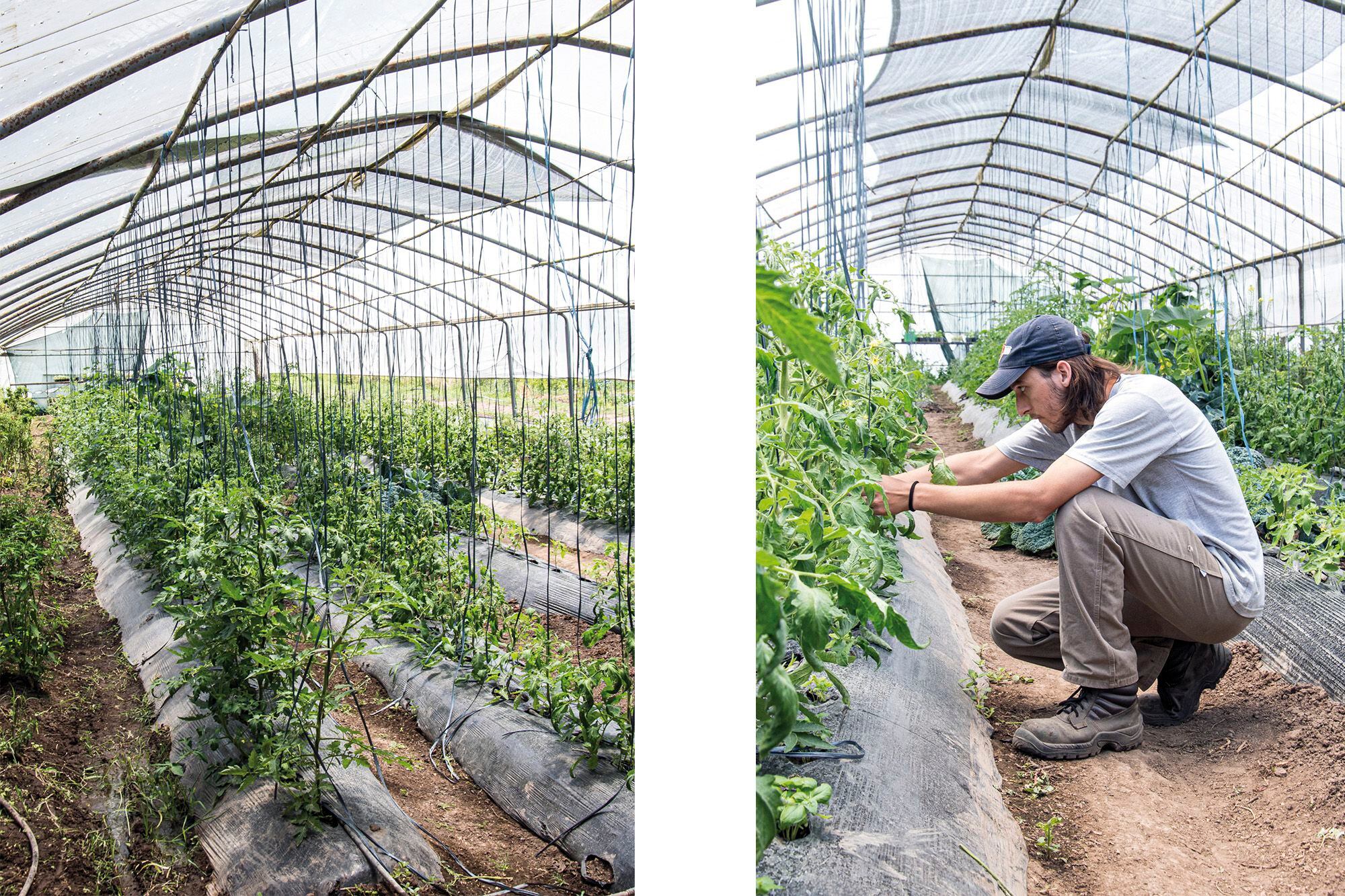 Foto de la izquierda: Las distintas variedades de tomates crecen alineadas y prolijas. Foto de la derecha: Con paciencia y dedicación es cómo se cultiva, respetando los tiempos de la naturaleza.
