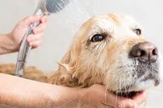 ¿Cada cuánto se debe bañar a un perro? Los mejores trucos y consejos de los expertos