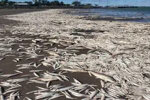 Drama en Junín: aparecieron miles de peces muertos en una laguna