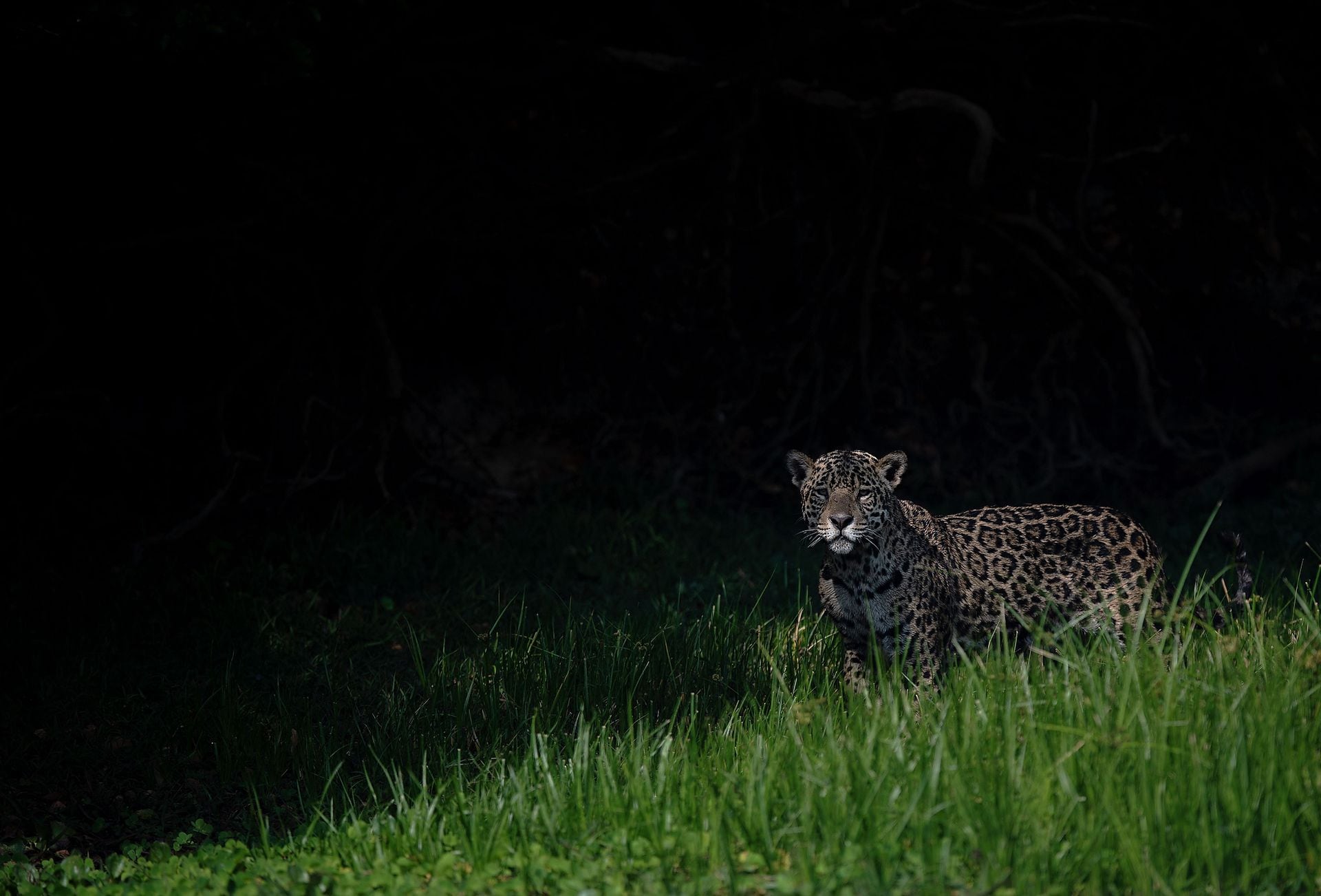 Un jaguar es visto en Porto Jofre, Pantanal, estado de Mato Grosso. Los animales autóctonos se ven seriamente afectados por la deforestación y destrucción de su hábitat natural