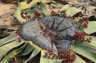 Una muy añosa Welwitschia mirabilis, en este caso de sexo masculino. Lo que parecen innumerables hojas en roseta son tan solo  las dos hojas que se van abriendo, desgarrando longitudinalmente con el paso del tiempo.