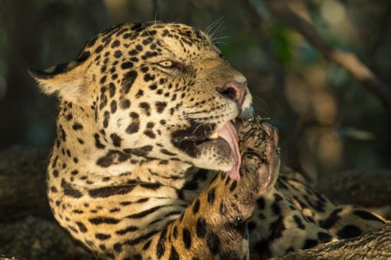 El jaguar se encuentra en 18 países de América. La gran mayoría está en la cuenca amazónica