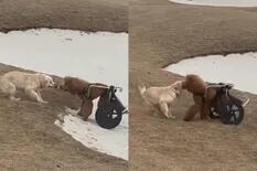 La tierna imagen de un perro que ayudó a otro en silla de ruedas: “Amistad verdadera”