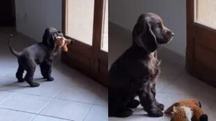 El cachorro se volvió viral por su reacción (Foto: Captura de video)