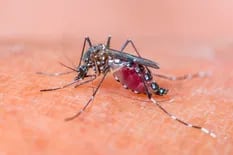 Dengue en Tartagal: cómo se trabaja para prevenirlo