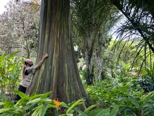 El eucaliptus arco iris de Indonesia, con su tronco con varios colores