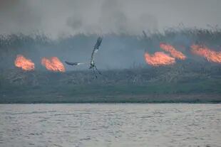 Incendios en Portal Carambola, en el Parque Iberá