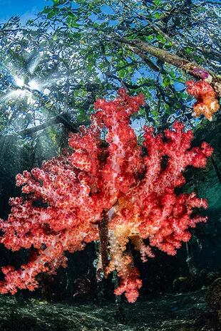 Segundo puesto: "Coral blando de manglar" tomada en Raja Ampat, Indonesia por Nicholas More