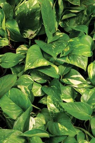El popular potus es una de las plantas de interior más resistenes: soporta baja luz, resite la sequía y los sustratos deficientes