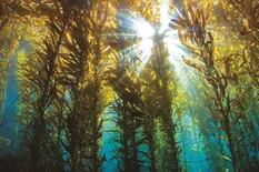 Todo lo que tenés que saber sobre el kelp