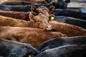 Cayó la oferta y los precios superaron la marca de los 1000 pesos por kilo en Cañuelas