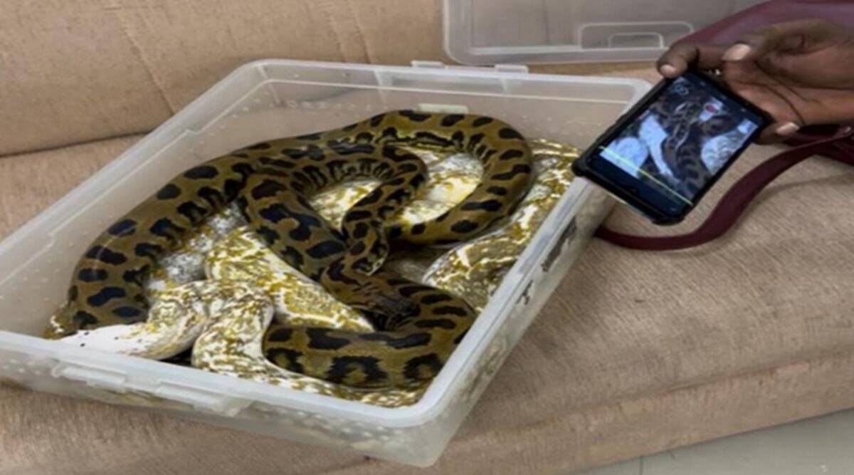 Las serpientes y el camaleón se encontraban en recipientes de plástico sellados con cinta adhesiva