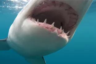 El tiburón blanco está desapareciendo de las costas sudafricanas
