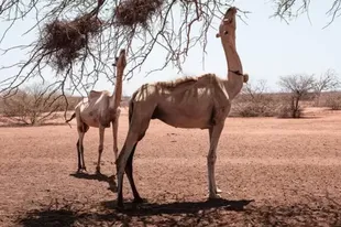 The Horn of Africa is experiencing its worst drought in 40 years.