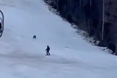 Video: un oso persiguió a un esquiador que bajaba de la montaña en Rumania