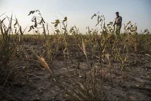 Este año ya está entre los más secos. En febrero hubo falta de agua para la soja