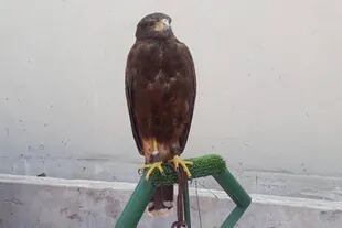 Uno de los gavilanes que será el encargado de proteger de las palomas el campo de juego del Monumental