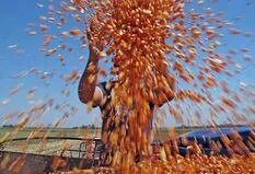 China puso en la mira el maíz de Brasil y el valor del cereal cayó un 1,8% en Chicago