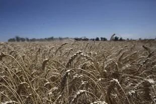 La superficie con trigo fue estimada en 6,5 millones de hectáreas para 2021/2022
