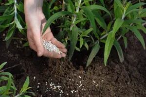 6 fertilizantes naturales para potenciar tu jardín