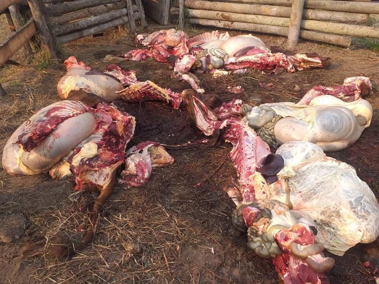 “Fue una masacre”: le carnearon ocho vacas y culpa a bandas de Paraguay