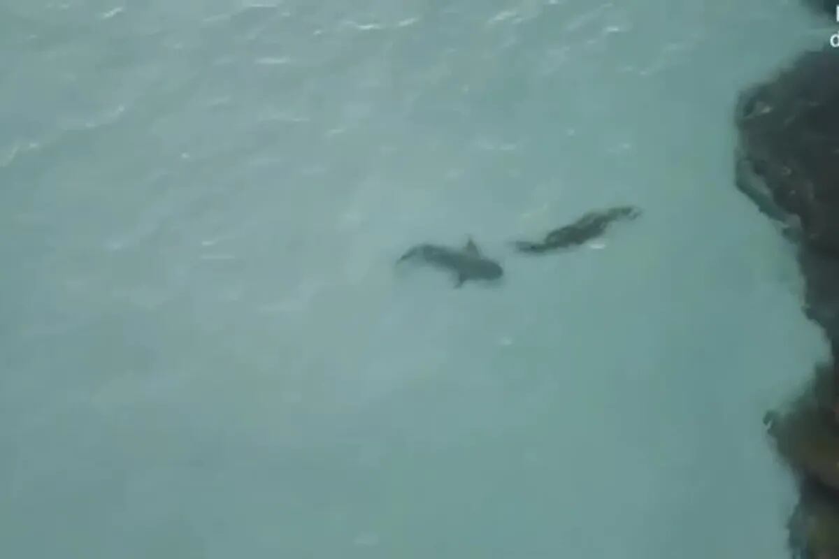 Video: el impresionante enfrentamiento entre un tiburón y un cocodrilo - LA  NACION