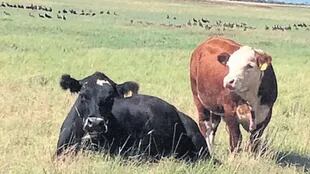 Dos Hermanas Schiele cría 1400 vacas respetando sus ciclos naturales