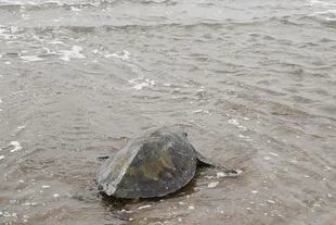 El sábado, una tortuga verde en estadío juvenil fue reinsertada al mar en San Clemente, luego de ser rehabilitada por la ingesta de plástico