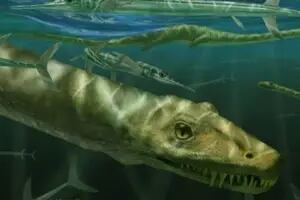 El hallazgo de un “dragón” de 240 millones de años desconcierta a los expertos