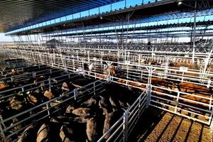 Los lotes livianos y las vacas impulsaron la suba del valor de la hacienda en el Mercado Agroganadero