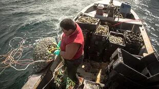 Lucas Del Río recoge los salabardos cargados y comienza a llenar los cajones; luego va separando la pesca de cada buzo