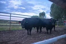 Por primera vez, la Argentina le vendió a Chile reproductores bovinos en pie
