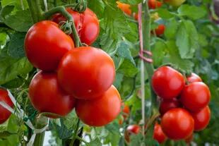 Según el Indec, el kilo de tomate bajó un 33% en noviembre.