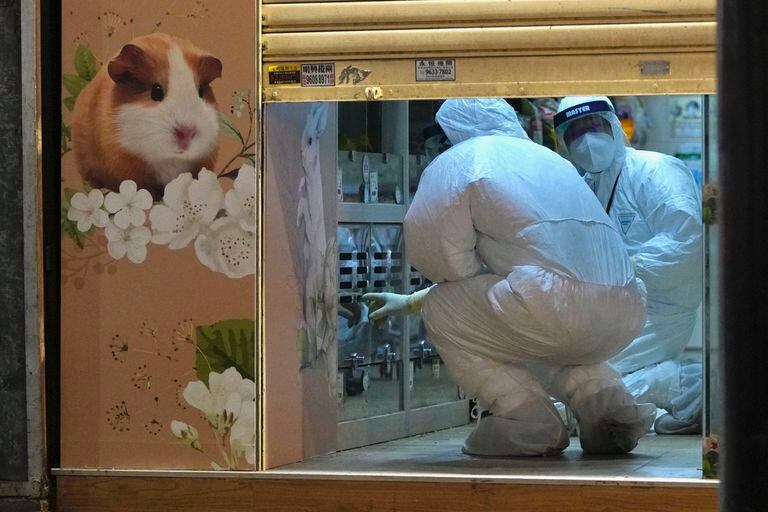 Hong Kong sacrificará 2.000 mascotas por miedo al contagio de coronavirus