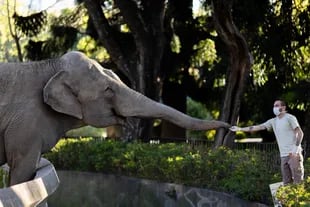 Cuidadores y veterinarios se despiden de la elefanta horas antes de emprender el viaje a Brasil