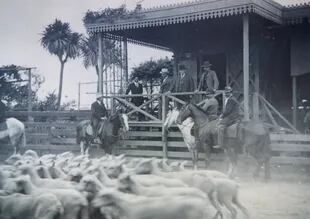 Ovinos en el Mercado de Liniers, 1920