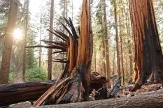 El devastador efecto de los incendios forestales pone en peligro a especies milenarias