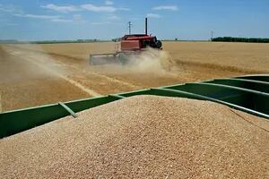 El Gobierno prevé que las exportaciones argentinas de trigo caigan un 67,2%