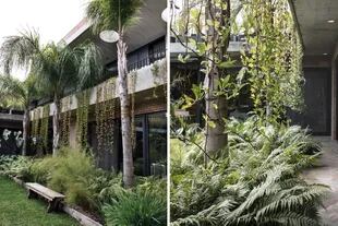 Las palmeras pindó generan un filtro que
sombrea las especies plantadas por debajo. Las Muhlenbergia dumosa deleitan con su plumosidad detrás
del banco y contrastan con el follaje fresco y grisáceo de la Poa iridifolia.