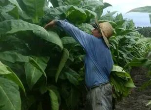 La producción de tabaco tiene vital importancia en las economías regionales de provincias como Misiones, Salta y Jujuy