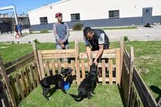 Capacitan a presos para adiestrar perros que asisten a personas discapacitadas