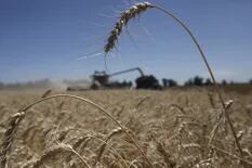 Para el trigo serán mejores los precios que los rendimientos de la zona núcleo