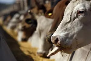 En la faena de vacas y el movimiento de terneros de invernada están las claves de lo que pasa con los precios