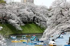Los cerezos en flor tiñen a Tokio de rosa y blanco