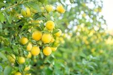 Cuáles son los beneficios que aporta la cáscara del limón y cómo aprovechar sus propiedades