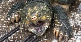 Las tortugas caimán pueden llegar a medir hasta siete metros de largo