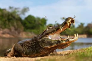 El impresionante ataque de un cocodrilo a un hombre en un lago de Brasil