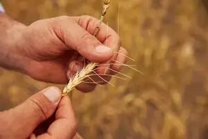 Recortaron la estimación de la próxima cosecha de trigo y hay un final abierto