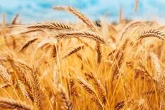 En Chicago el trigo se cotiza por debajo de los niveles previos a la guerra en Ucrania