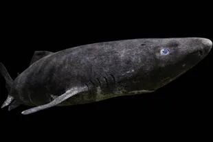 Los investigadores sugirieron que el tiburón de Groenlandia podría llegar hasta los 512 años